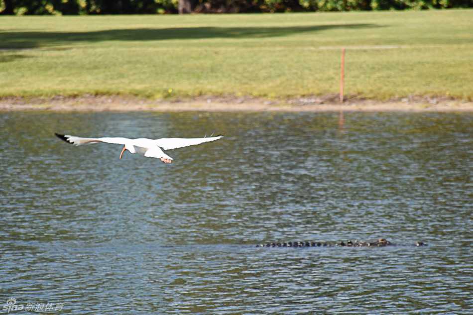 果岭上的激情与友谊 选手在开球台准备出发,目光坚定地望向远方的球道