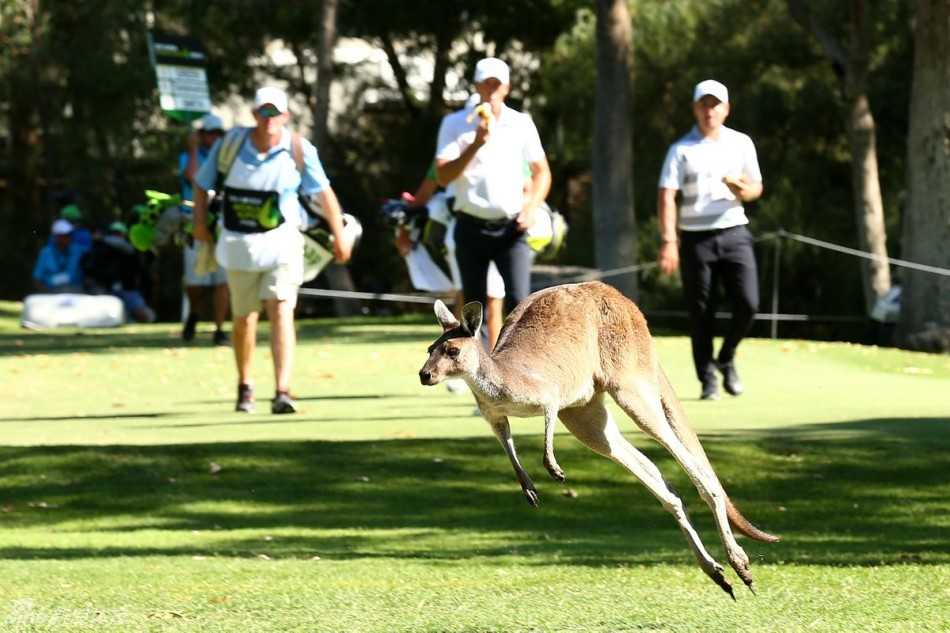 珀斯世界超级六洞赛本土老将拉姆福德霸气夺冠 澳大利亚高尔夫球手皮特·尤莱正在走向下一个发球台,背景是典型的西澳林地景观,展现比赛的自然环境。