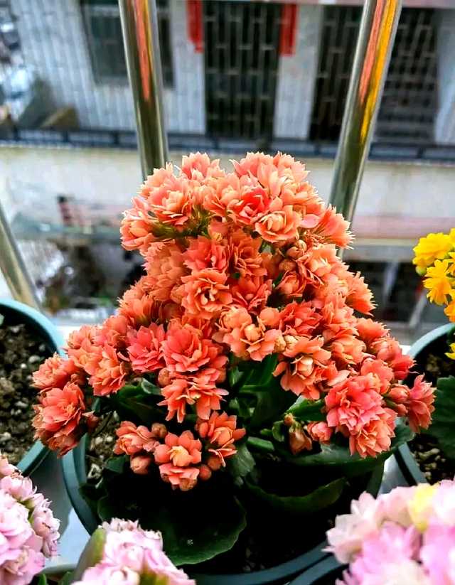 养花八年终醒悟:一盆长寿花,好养爱开花,旺人更旺家 一双沾满泥土的手,正将一根剪下的健康长寿花枝条轻轻插入湿润的盆土中,旁边是已经生根成活的小苗,充满了新生的希望。