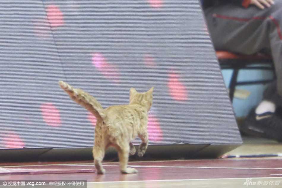 喵星人在光滑的木地板上上演极速漂移，身体拉出一道残影，动作之迅捷矫健，堪比场上的后卫球员完成一次漂亮的上篮。