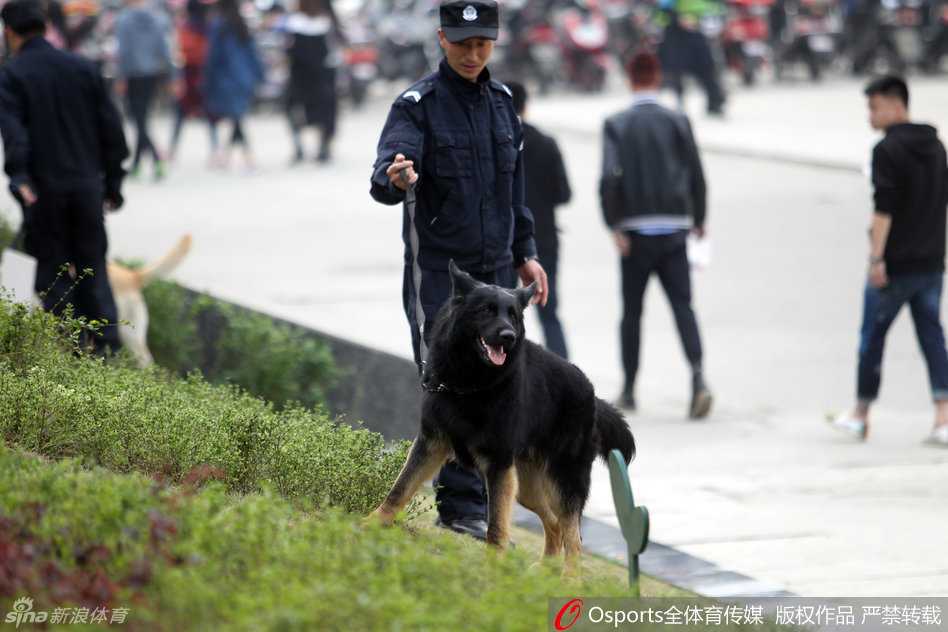 一名神情专注的训导员带领着嗅觉灵敏的警犬，在体育馆外的空旷区域执行搜索任务，警犬肌肉紧绷，时刻准备为维护秩序贡献自己的力量。