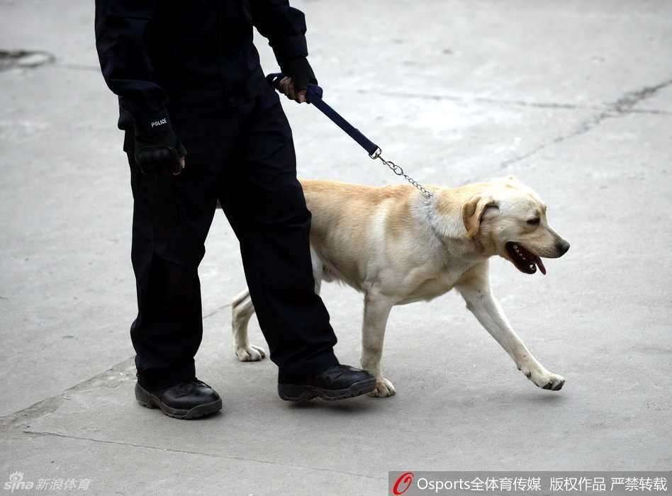 一列警犬队在训导员的带领下整齐地走过场馆通道，警犬们步伐矫健，目光如炬，它们用敏锐的嗅觉排查着每一处可能的隐患。