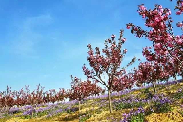 樱花树下，游人如织，缤纷落英铺满小径，记录着那个春天人们在这里留下的美好足迹。