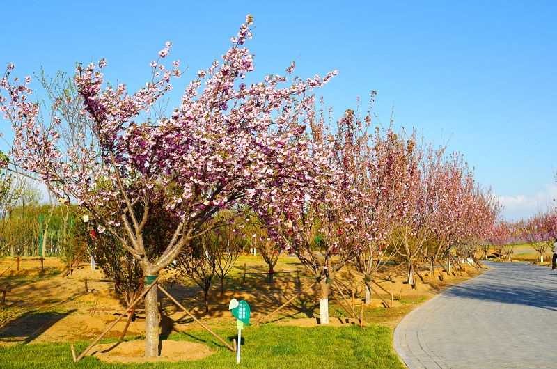 清澈的水面倒映着岸边的繁花与绿树，形成一幅静谧和谐的自然画卷，令人心旷神怡。