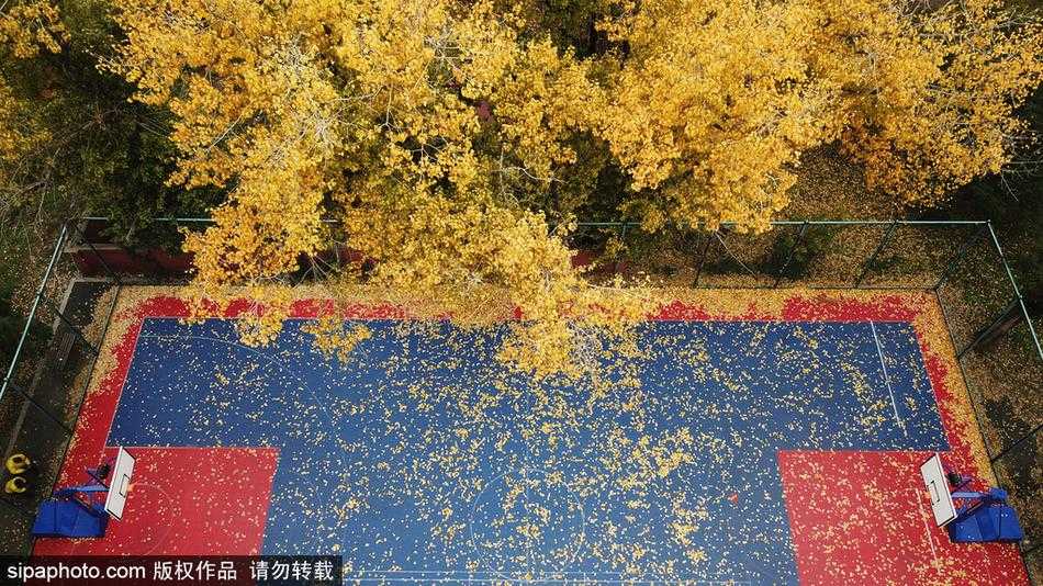 透过篮球场的围网看去，落叶静静地躺在场内，网格的线条将满地黄叶分割成一幅幅连续的抽象画。
