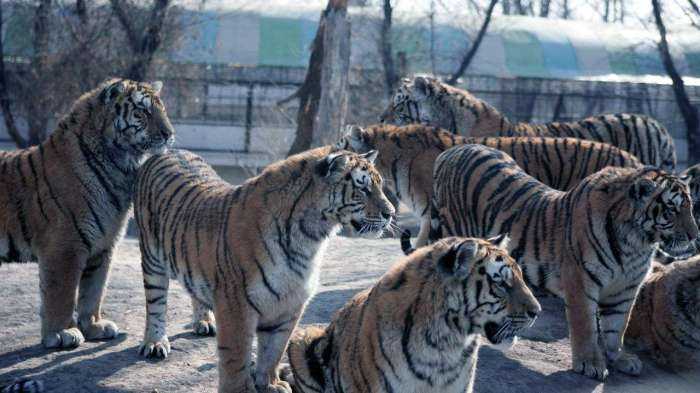 老虎大学4-1血洗墨西哥美洲 终结客场不胜魔咒